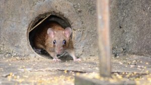 Hantavirus ,Surabaya