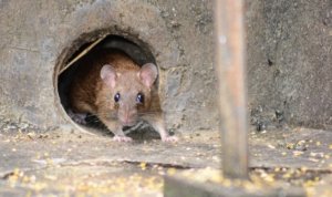Hantavirus ,Surabaya