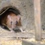 Hantavirus ,Surabaya