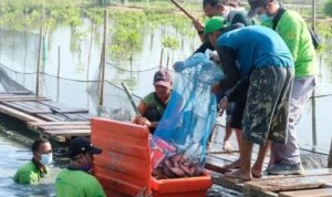 BRIDA Surabaya, Tambak Mangrove