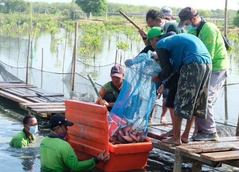 BRIDA Surabaya Kembangkan Tambak Mangrove untuk Tingkatkan Hasil Ikan 1 BRIDA Surabaya, Tambak Mangrove
