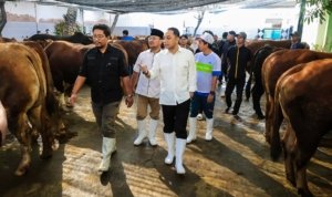 Surabaya , Hewan Kurban, Kesehatan ,Keselamatan Masyarakat