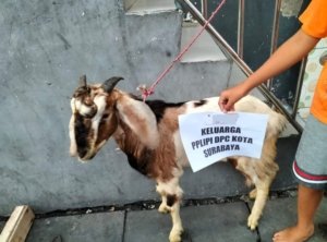 Iduladha 2026, PPLIPI Surabaya Salurkan 3 ekor Kambing Kurban ke Masyarakat