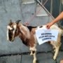 Iduladha 2026, PPLIPI Surabaya Salurkan 3 ekor Kambing Kurban ke Masyarakat
