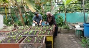 Meja Bekas Jadi Media Tanam, SDN Ngagel 1 Surabaya Kembangkan Pembelajaran Kreatif
