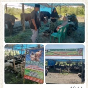 Viral Jelang Idul Adha 2026! Nokrom Farm Diserbu Pembeli, Sapi & Kambing Qurban Bergaransi 100%