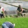 Jaga Ketahanan Pangan, Babinsa Boyolangu Turun ke Sawah