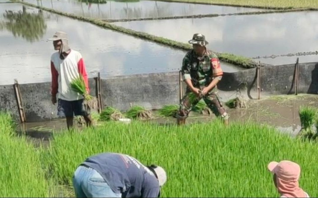 Jaga Ketahanan Pangan, Babinsa Boyolangu Turun ke Sawah