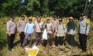Panen Jagung, Polresta Malang Kota Perkuat Ketahanan Pangan Bersama Petani Kedungkandang