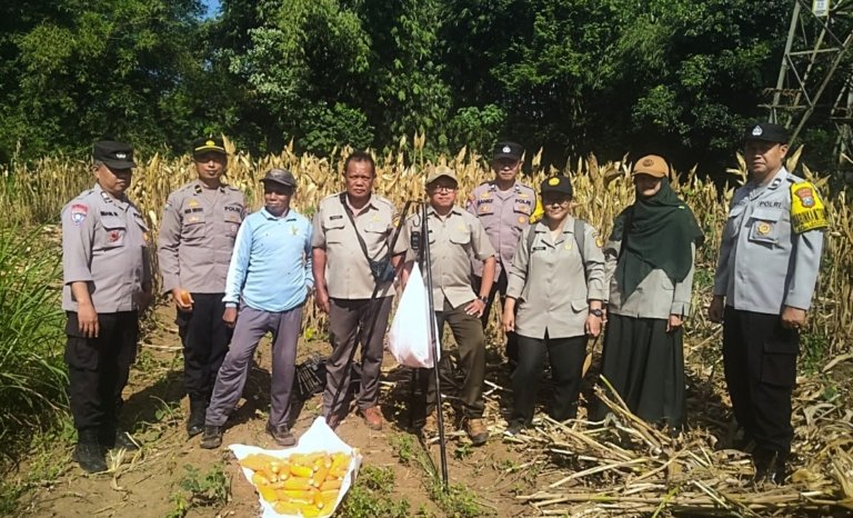 Panen Jagung, Polresta Malang Kota Perkuat Ketahanan Pangan Bersama Petani Kedungkandang
