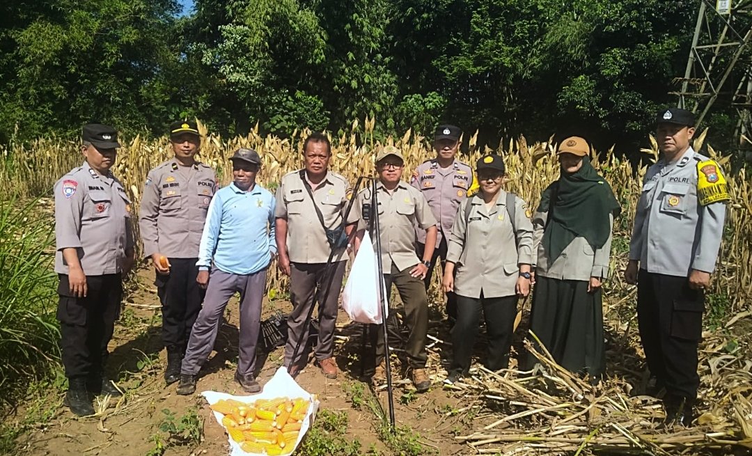 Panen Jagung, Polresta Malang Kota Perkuat Ketahanan Pangan Bersama Petani Kedungkandang