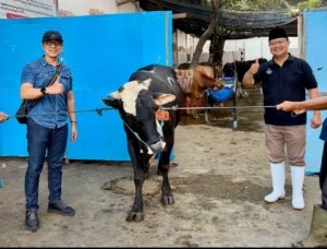 PAM Surya Sembada Tebar Kepedulian Idul Adha, 13 Sapi Qurban Disalurkan untuk Warga Surabaya
