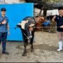 PAM Surya Sembada Tebar Kepedulian Idul Adha, 13 Sapi Qurban Disalurkan untuk Warga Surabaya