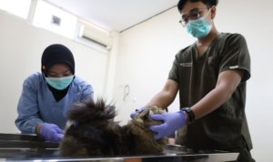 Pemkot Surabaya, Sterilisasi Kucing, Populasi ,Kesehatan Hewan