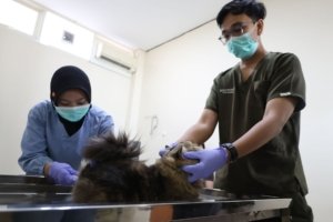 Pemkot Surabaya, Sterilisasi Kucing, Populasi ,Kesehatan Hewan
