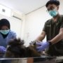 Pemkot Surabaya, Sterilisasi Kucing, Populasi ,Kesehatan Hewan