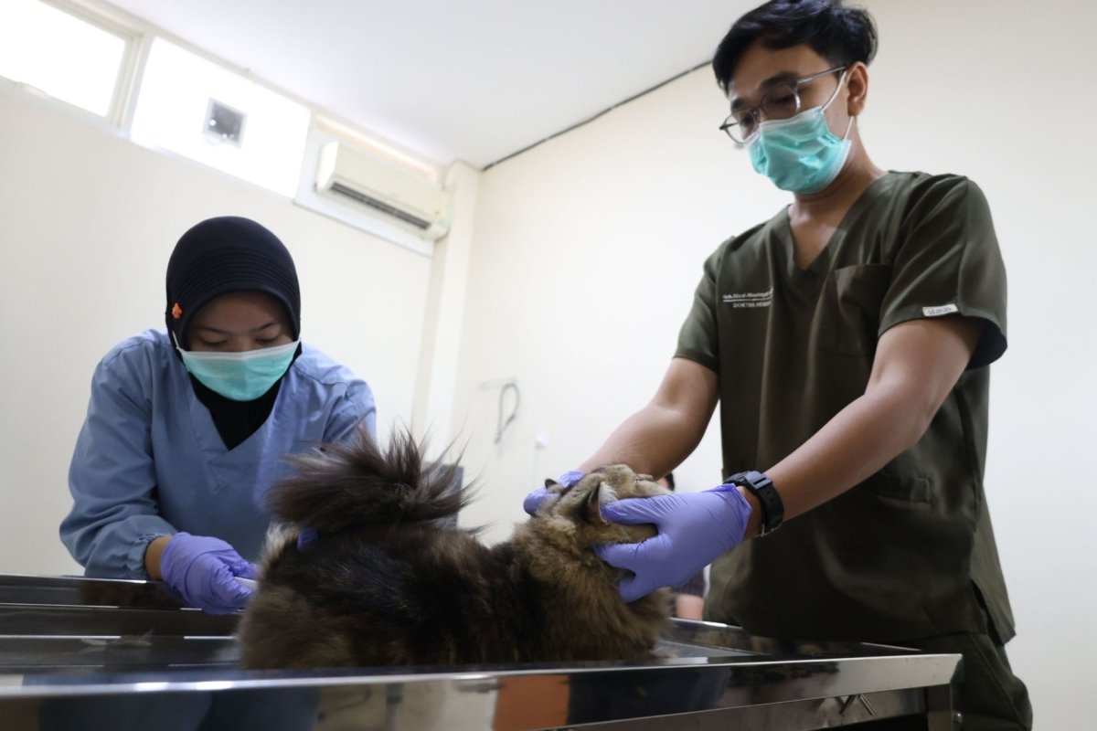 Pemkot Surabaya, Sterilisasi Kucing, Populasi ,Kesehatan Hewan