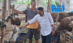 Hewan Kurban, Hari Raya Iduladha,Sekretaris Komisi A DPRD Surabaya ,Anas Karno,