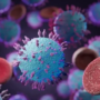 Hantavirus ,Indonesia: