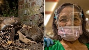 Ancaman Kesehatan yang Tersembunyi: Hantavirus di Indonesia