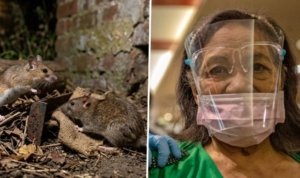 Hantavirus , Surabaya
