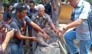 komodo surabaya