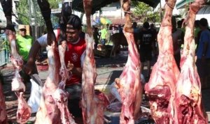 Pemkot Surabaya , Daging Kurban, Cacing Hati ,Cacing Pita