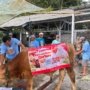 Sinergi Kokola Group dan Mamah Dedeh: Tebar Kebaikan Lewat Qurban Sapi Limosin