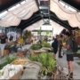Indonesia Tetap Eksis di Pameran Anggrek Internasional Malaysia Meski Terkendala Regulasi