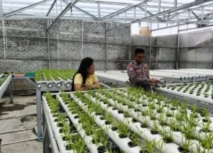 Polri Dorong Pertanian Modern, Bhabinkamtibmas Kedurus Dukung Warga Kembangkan Hidroponik Bernilai Ekonomi