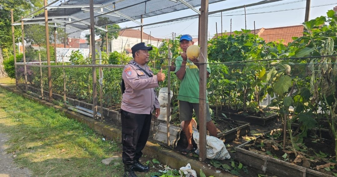 KAMPUNG PANCASILA | Bhabinkamtibmas Kertajaya Dukung Petani Lokal Kembangkan Melon, Cabai dan Terong di Bantaran Sungai