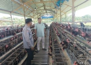 Sinergi Polri dan Peternak, Polsek Rembang Dorong Penguatan Ketahanan Pangan di Pasuruan