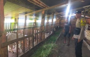 Bhabinkamtibmas Pakal Dorong Warga Kembangkan Peternakan Kambing Etawa sebagai Penguatan Ketahanan Pangan