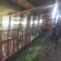 Bhabinkamtibmas Pakal Dorong Warga Kembangkan Peternakan Kambing Etawa sebagai Penguatan Ketahanan Pangan