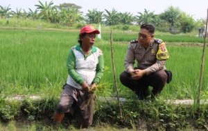 Polsek Pakal Hadir di Tengah Petani, Dorong Optimalisasi Lahan Sawah untuk Ketahanan Pangan