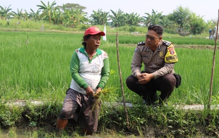 Polsek Pakal Hadir di Tengah Petani, Dorong Optimalisasi Lahan Sawah untuk Ketahanan Pangan