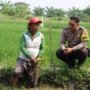 Polsek Pakal Hadir di Tengah Petani, Dorong Optimalisasi Lahan Sawah untuk Ketahanan Pangan