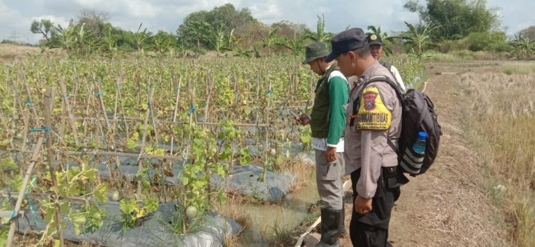 Polsek Lakarsantri Dampingi Petani Bangkingan Dukung Ketahanan Pangan di Surabaya