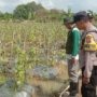 Polsek Lakarsantri Dampingi Petani Bangkingan Dukung Ketahanan Pangan di Surabaya