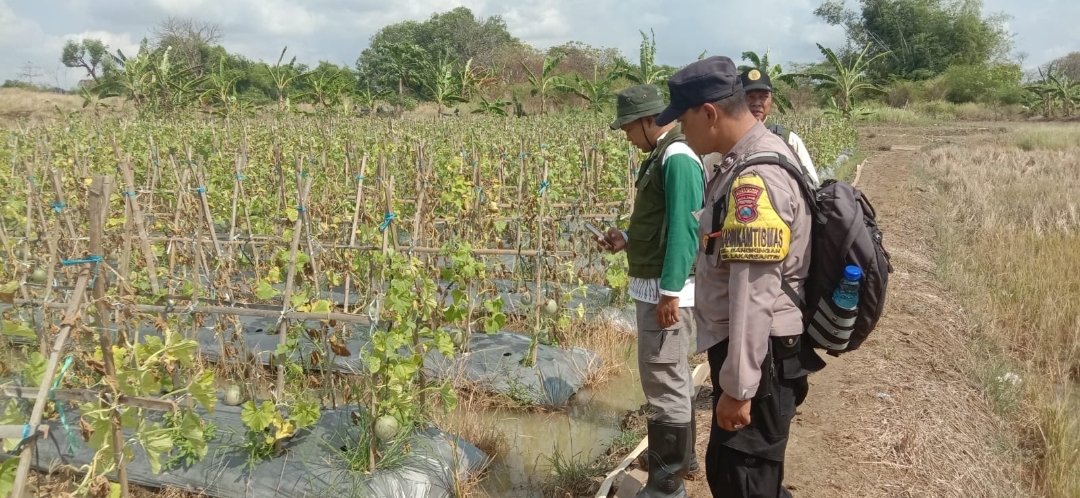 Polsek Lakarsantri Dampingi Petani Bangkingan Dukung Ketahanan Pangan di Surabaya