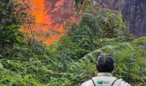 Kebakaran Hutan