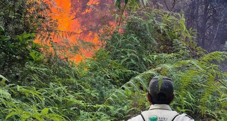Kebakaran Hutan