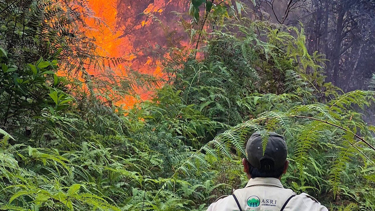 Kebakaran Hutan
