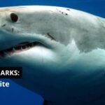 oceans-research com Hiu Putih Raksasa